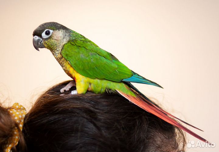 Пиррура красивые птенцы