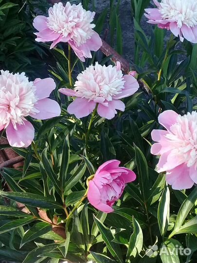 Пион розовый