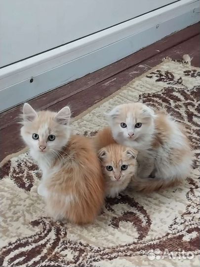 Домашние кошки