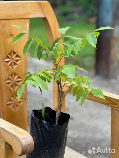 Виноград,Маньчжурский орех, Клен,Липа, Дуб, Сирень