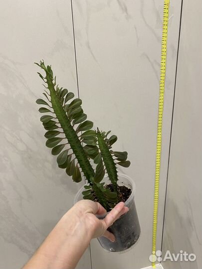 Молочай красный