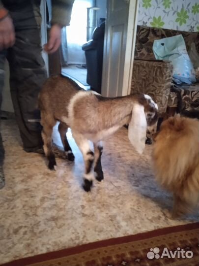 Нубийский козлик.Коза дойная