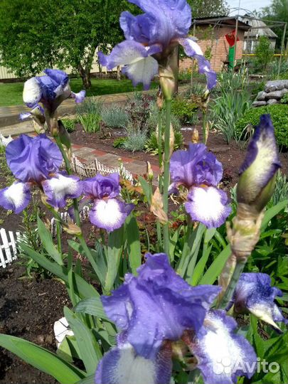 Цветы садовые многолетние