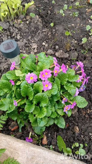 Примулы разных расцветок, взрослые кустики. Бадан