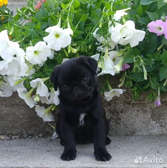 Щенки мопса