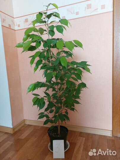 Продам фикусы(для офиса, дома.)