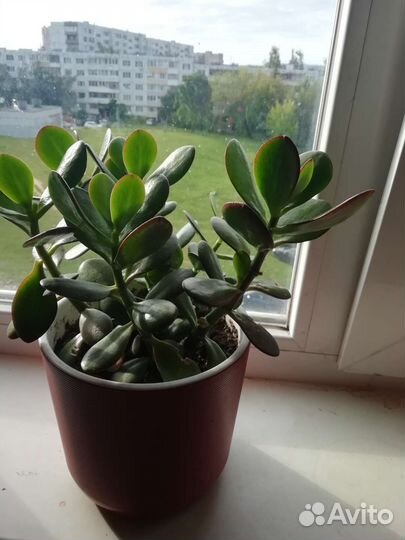 Денежное дерево толстянка