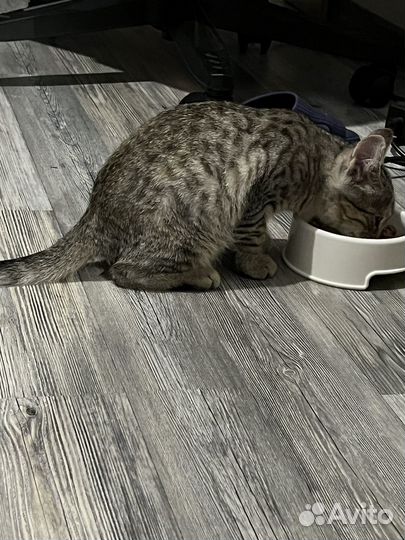 Шотландская кошка