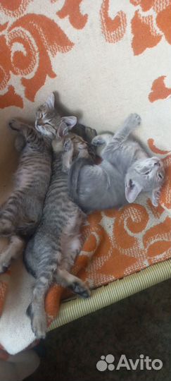 Три котёнка