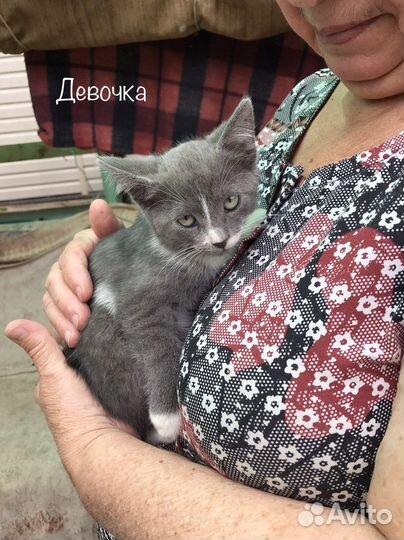 Котята в добрые руки