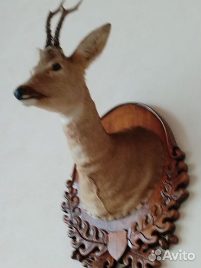 Чучело головы косули