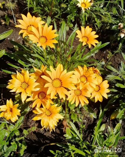 Рассада гацания