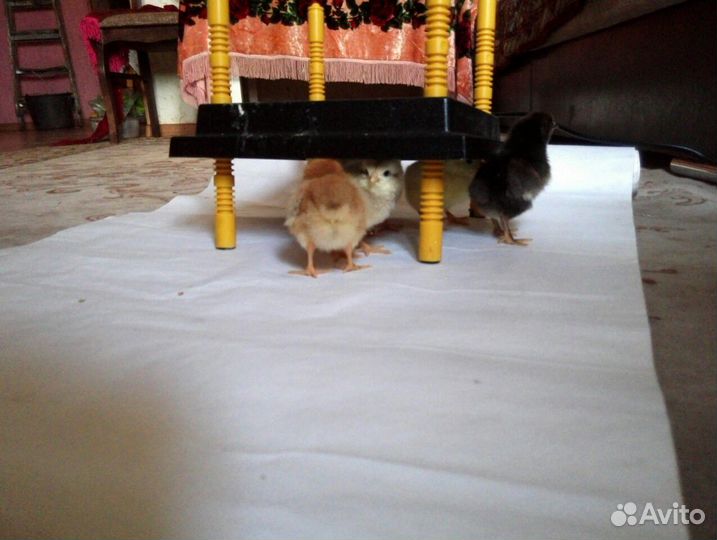 Обогреватель для птенцов