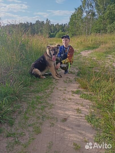 Отдам в добрые руки