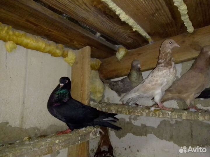 Голуби