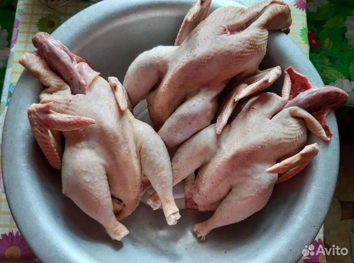 Домашнее мясо кур