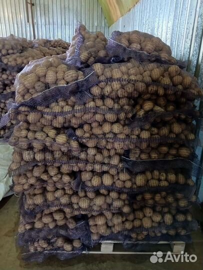Продам картофель Коломбо