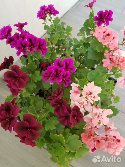 Пеларгонии зональные, королевские, плющеличтные