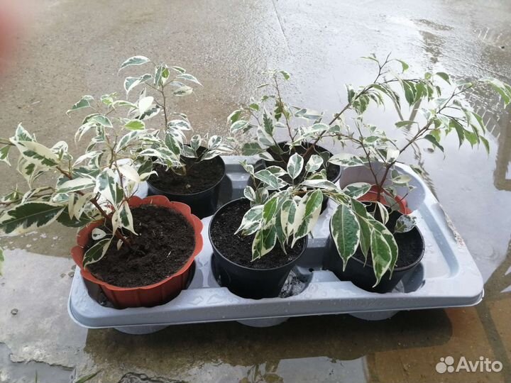 Фикус бенджамина