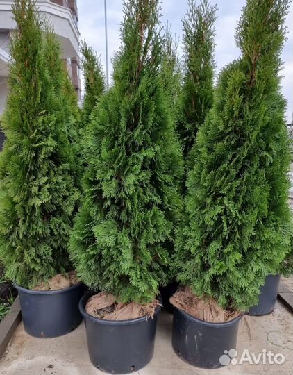 Туя Западная (Смарагд / Брабант / Коломна)