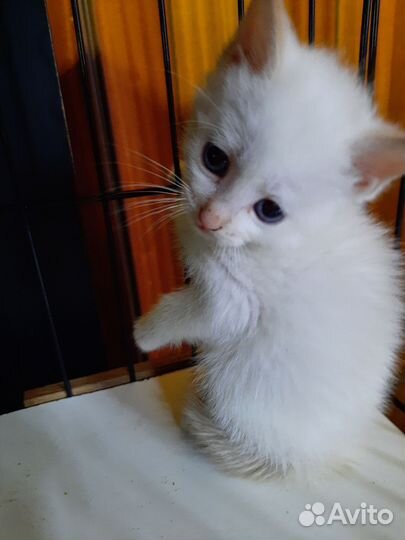 Котята ищут дом