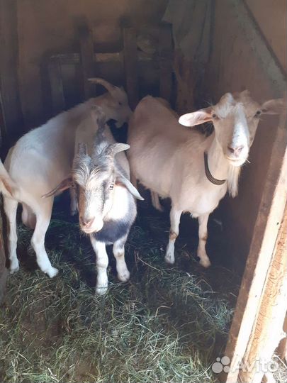 Козлики, 5 месяцев, двое