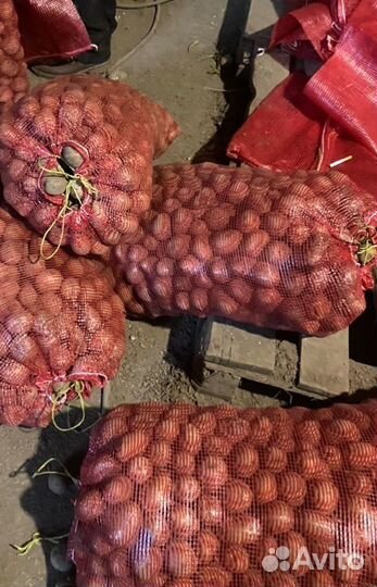 Семенной картофель, сорт гала