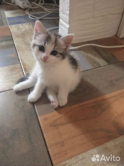 Котенок