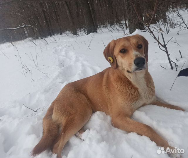 Отдаётся охотничья собака в добрые руки