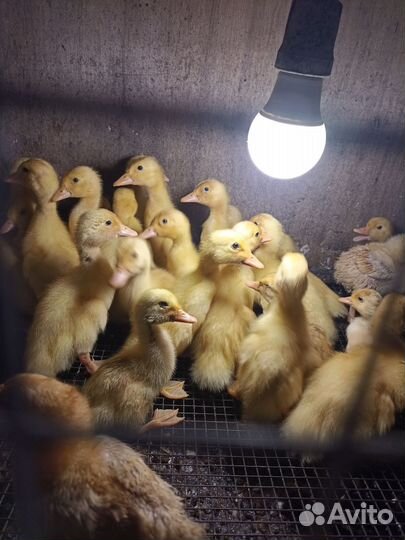 Утята стар 53