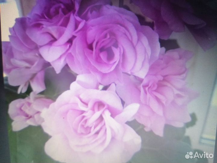 Пеларгония