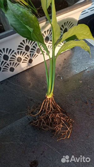 Спатифиллум