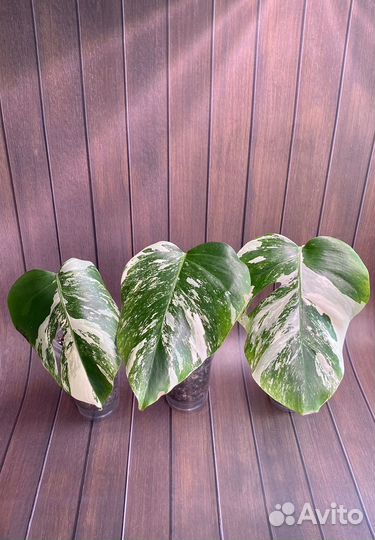 Монстера Альба