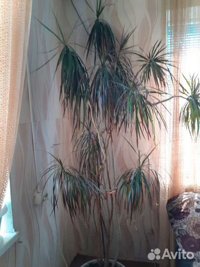 Пальма драцена