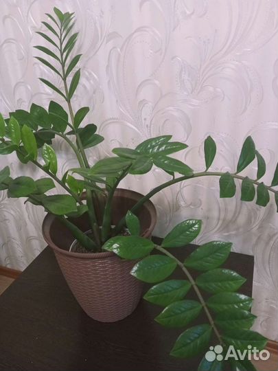 Замиокулькас