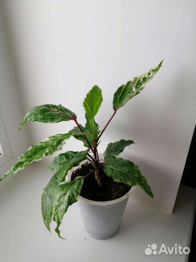 Гибискус купера, драцена