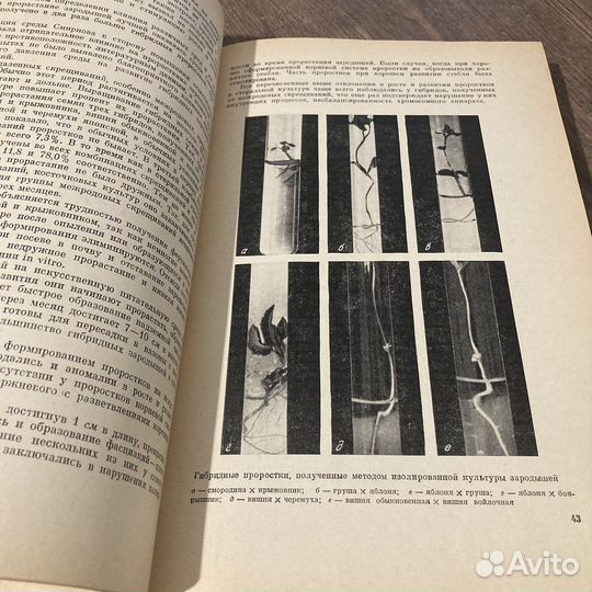 Культура изолированных органов тканей