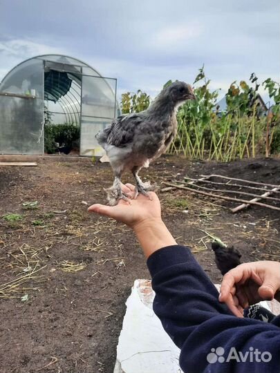 Мараны подрощенные