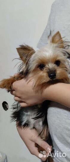 Йоркширский терьер девочка 7.5 месяца