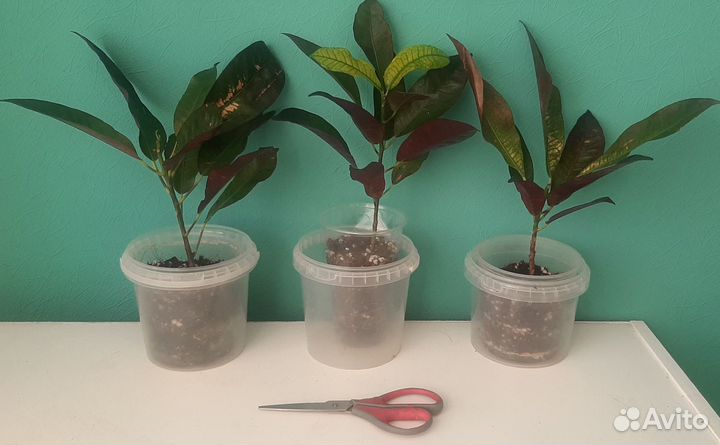 Кротон Миссис Айстон