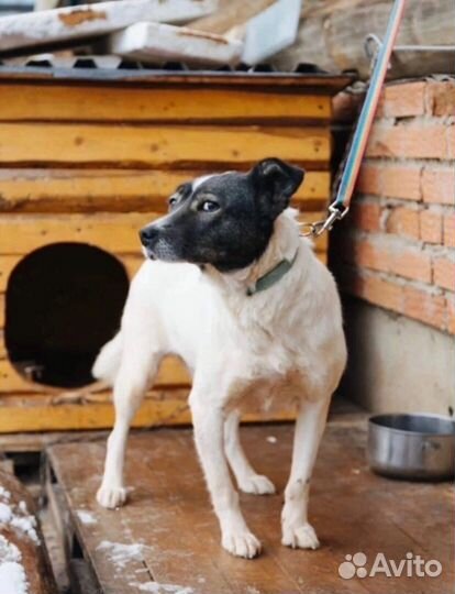 Собака ищет дом