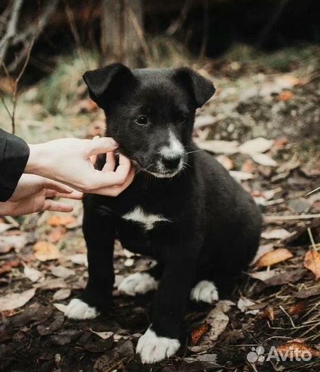 Собака в добрые руки щенок
