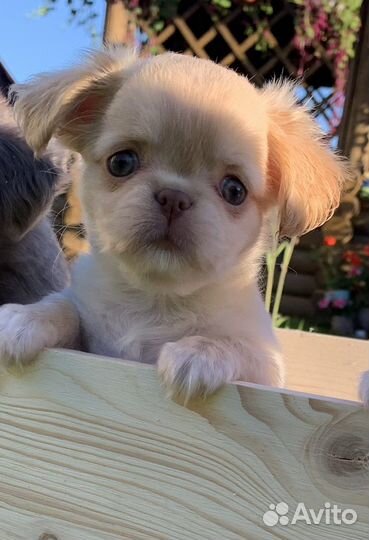 Длинношерстные чихуахуа