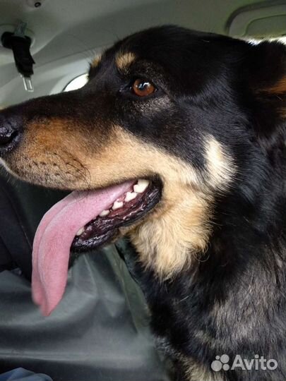 Молодая собака в поисках Человека