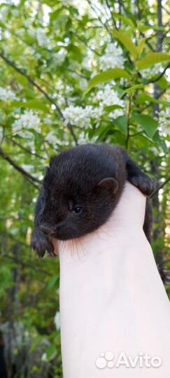 Хорьки, норки, соболь, чернобурки, белка, енот