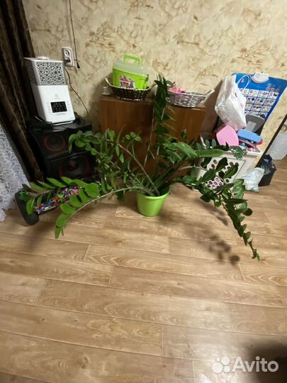 Замиокулькас