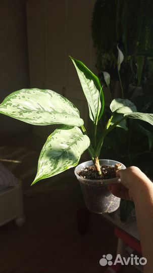 Аглаонема Фридман