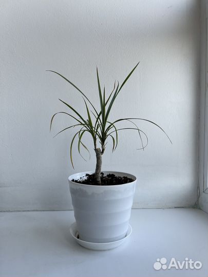 Пальма драцена