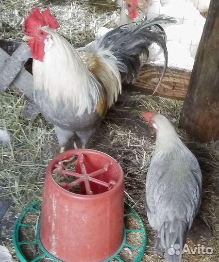 Леггорн изабелла