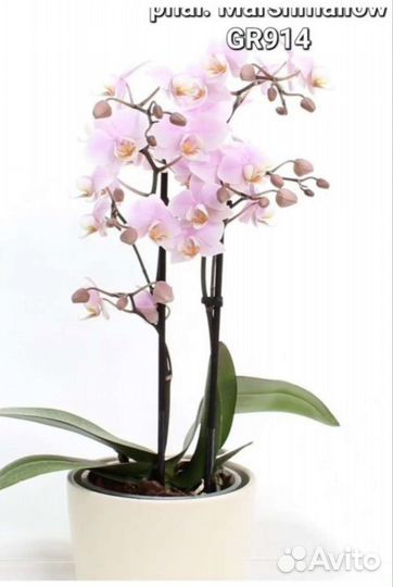 Орхидея ароматная Маршмеллоу